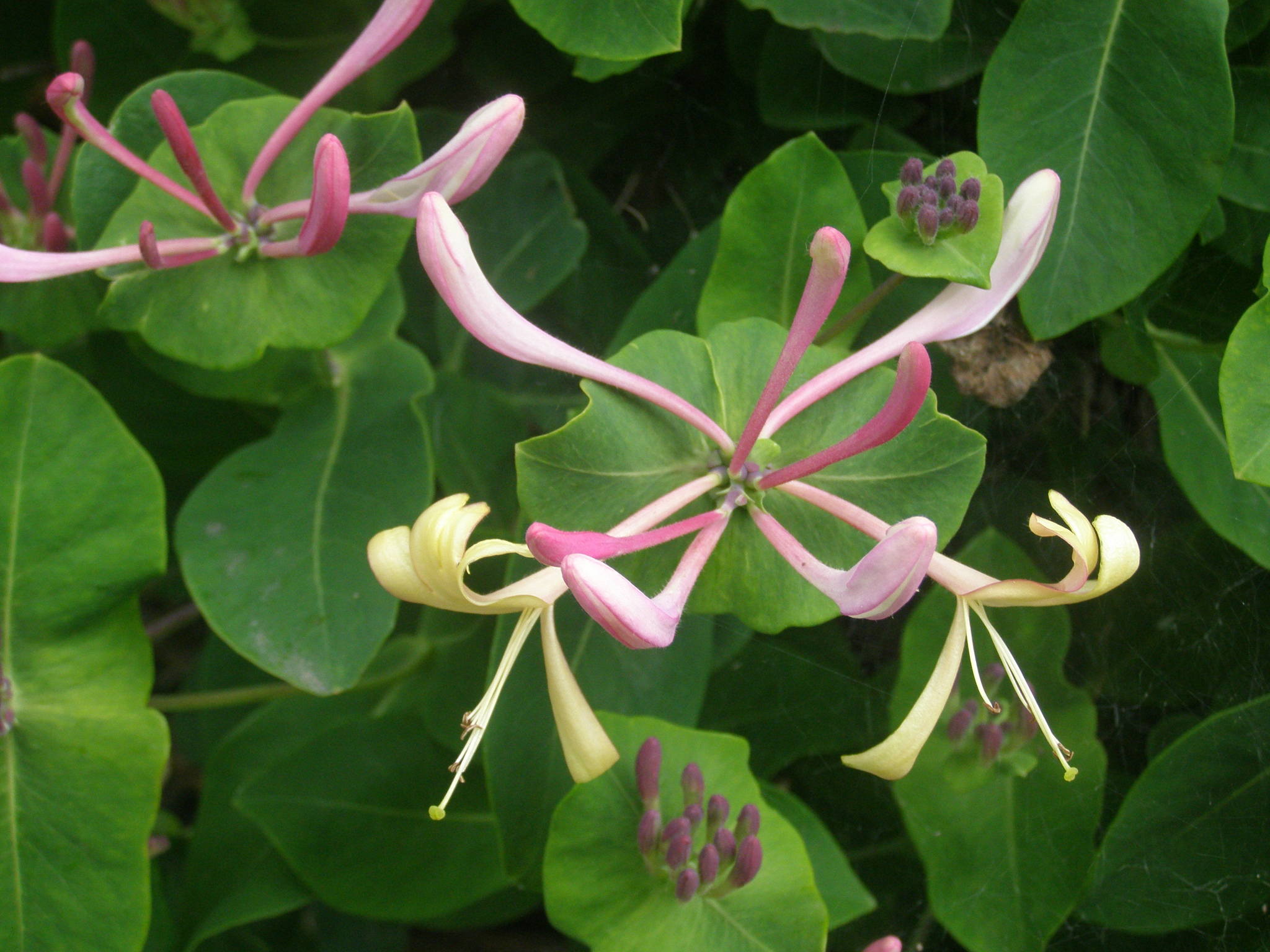 Lonicera etrusca / Caprifoglio etrusco